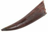 Fossil Fish Fang (Aidachar) - Kem Kem Beds, Morocco #219720-1